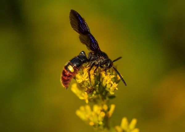 Closeup Bee Yellow Flower Garden — Stock Fotó