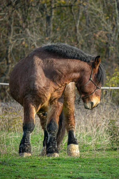 白天在田野里拍到一匹马的美丽照片 — 图库照片