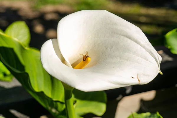 Egy Fehér Calla Virág Közelsége — Stock Fotó