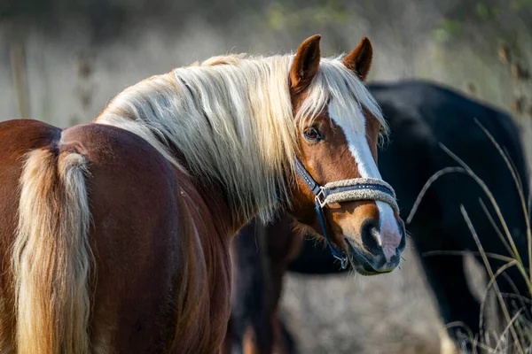 Hermoso Tiro Caballos Campo Durante Día — Foto de Stock