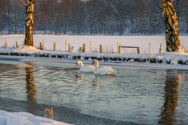 Quelques Beaux Cygnes Blancs Nageant Dans Rivière Par Une Froide — Photo