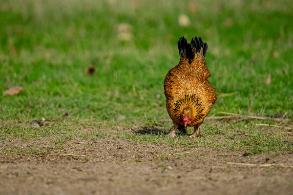 緑の畑を歩いている茶色の鶏のクローズアップ — ストック写真