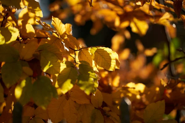 Güneş Işığındaki Bir Sonbahar Ağacının Altın Yapraklarının Yakın Çekimi — Stok fotoğraf