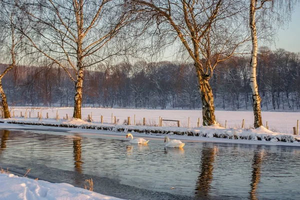 Soğuk Bir Kış Gününde Nehirde Yüzen Birkaç Güzel Beyaz Kuğu — Stok fotoğraf