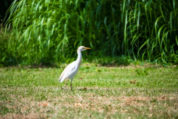 Primer Plano Una Garza Ganado Pie Sobre Hierba — Foto de Stock