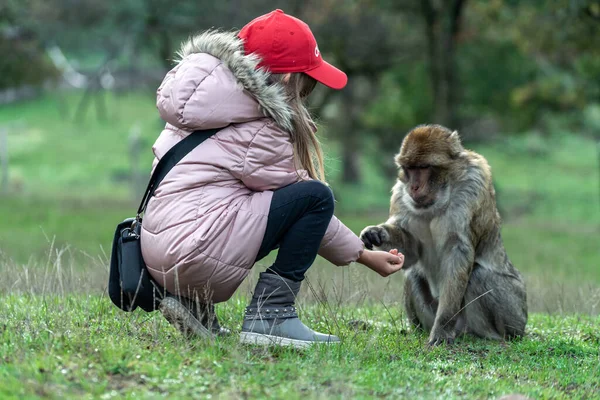 Parkta Sevimli Bir Maymunu Okşayan Biri — Stok fotoğraf