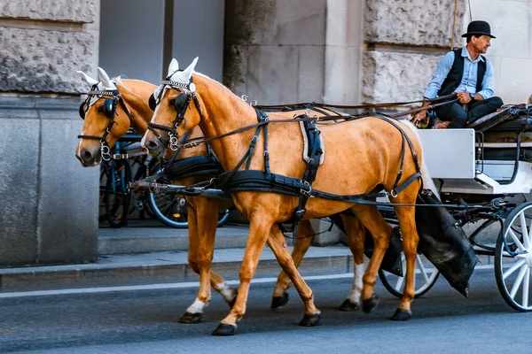 Carruaje Con Dos Caballos Caminando Viena —  Fotos de Stock