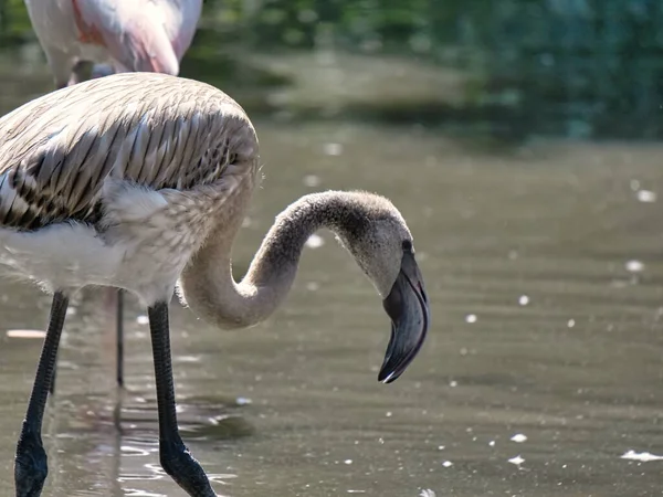 Närbild Större Flamingo — Stockfoto