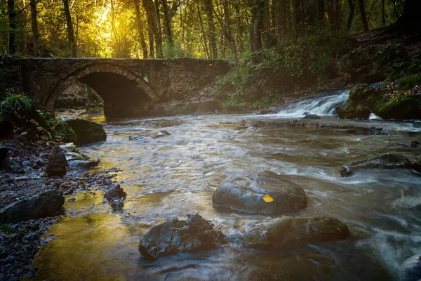 Gros Plan Une Rivière Avec Petit Pont Dans Une Forêt — Photo