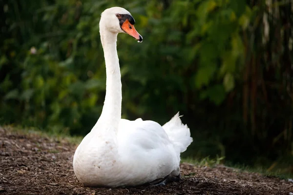 Vit Svan Sittande Marken — Stockfoto