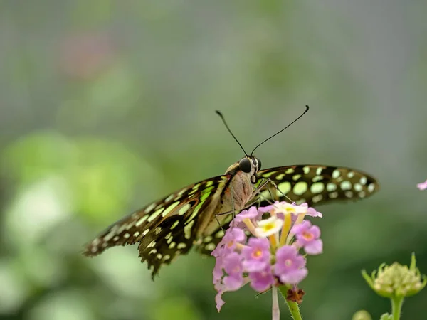 Крупный План Бабочки Цветке — стоковое фото