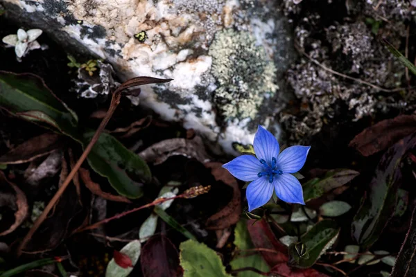 青いヒマラヤの花のクローズアップ — ストック写真