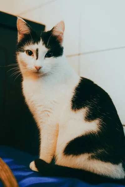 Primer Plano Gato Blanco Negro Con Fondo Pared Azulejo Blanco —  Fotos de Stock