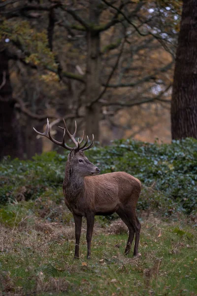 Plan Vertical Cerf Dans Parc Richmond — Photo