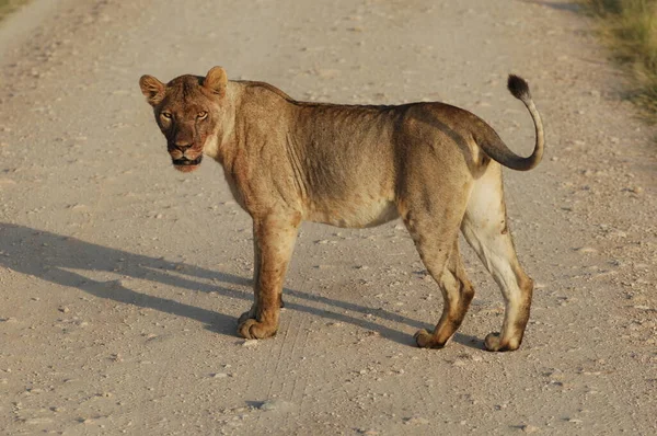 晴れた日に屋外で大きな危険なライオン — ストック写真