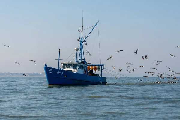 Rybář Pracující Své Rybářské Lodi Obklopený Racky Moři Poblíž Nieuwpoort — Stock fotografie