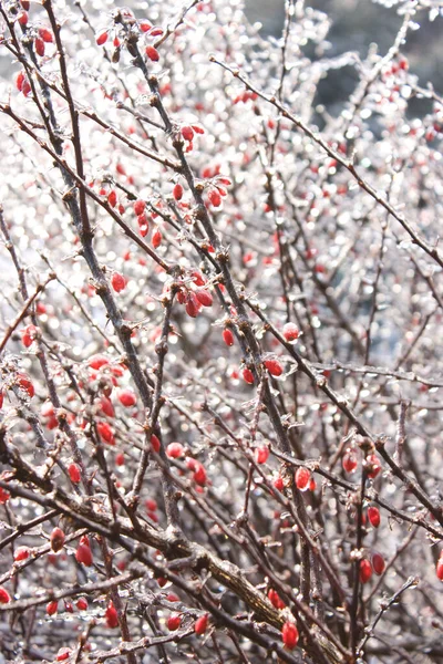 Eine Schöne Gefrorene Rote Beerenzweige Winter Vertikale Tapete — Stockfoto