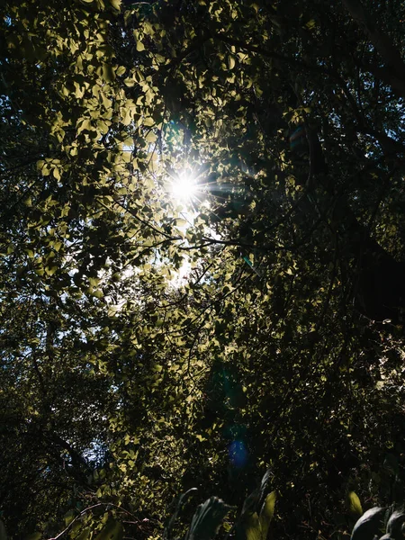 Вертикальный Снимок Солнца Сияющего Сквозь Зеленые Листья Деревьев Лесу — стоковое фото