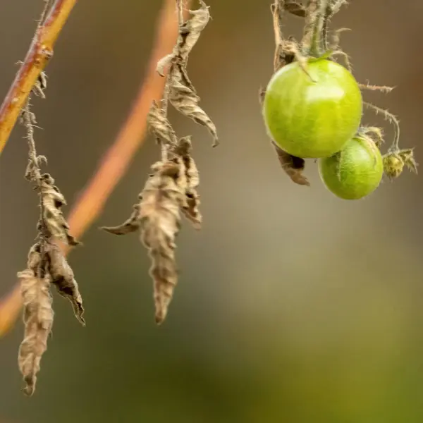 Zbliżenie Pomidorów Jesienią — Zdjęcie stockowe