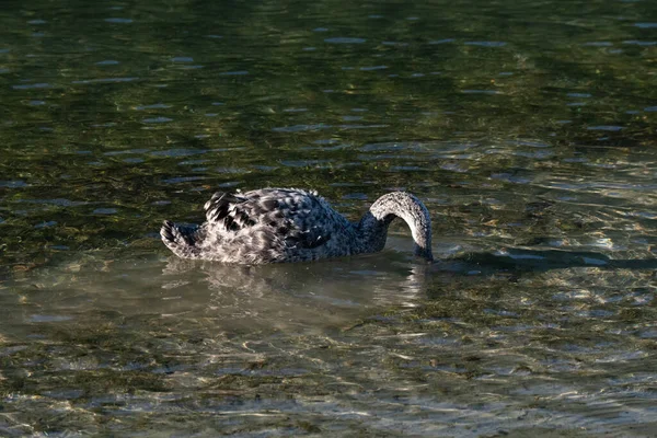 Cisne Negro Juvenil Cygnus Atratus Nueva Zelanda — Foto de Stock