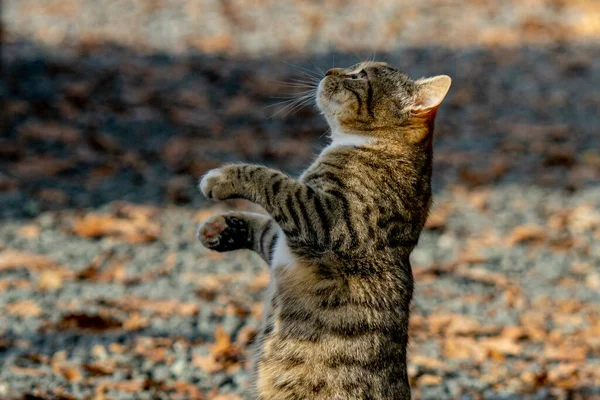 Cute Standing Shorthair Cat — Stock Photo, Image