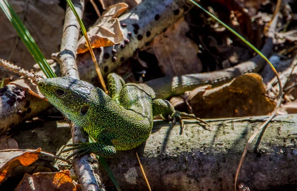 Closeup Shot Green Lizard Branches — Stock Photo, Image