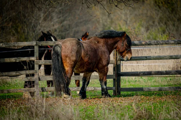 Красивий Знімок Коня Полі Протягом Дня — стокове фото