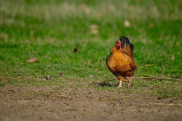 Beau Cliché Coq Dans Une Forêt Pendant Journée — Photo