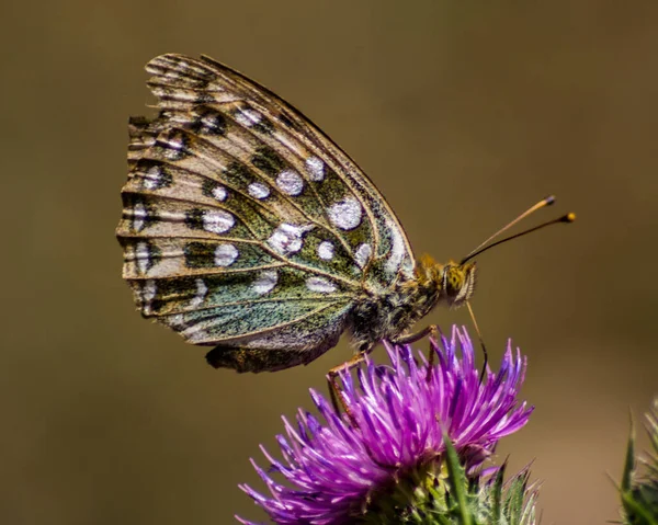 紫色の花に銀洗浄されたフリルのクローズアップショット — ストック写真