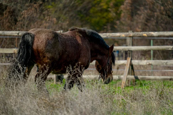 Hipodromda Kahverengi Atın Yakın Çekimi — Stok fotoğraf