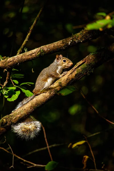 Close Pequeno Esquilo Galho Árvore — Fotografia de Stock