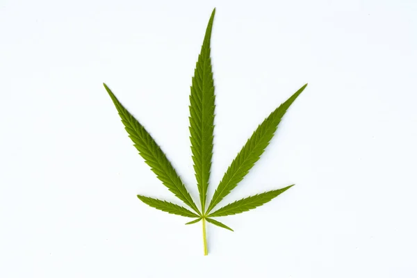 Cannabis Marijuana Leaf Sativa Weed Hemp Hash Leaf — Stock Photo, Image