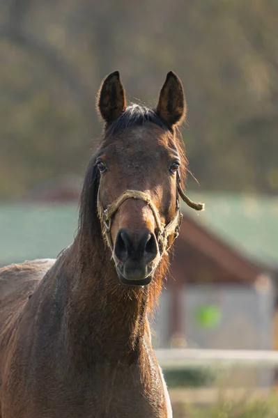 Een Verticaal Schot Van Een Bruin Paard Een Landelijk Gebied — Stockfoto