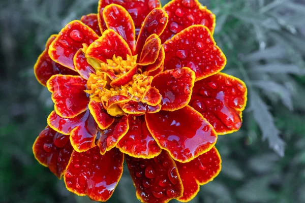 Primer Plano Una Flor Caléndula Rocío — Foto de Stock