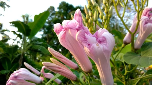 Primer Plano Los Pétalos Cerrados Las Flores Trompeta Del Ángel — Foto de Stock