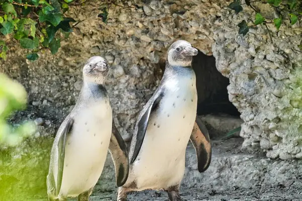 Krásný Záběr Dvou Tučňáků Zoo Během Dne — Stock fotografie
