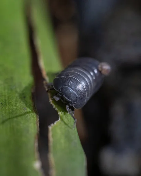 Vertical Closeup Shot Woodlouse Leaf — Stock Photo, Image