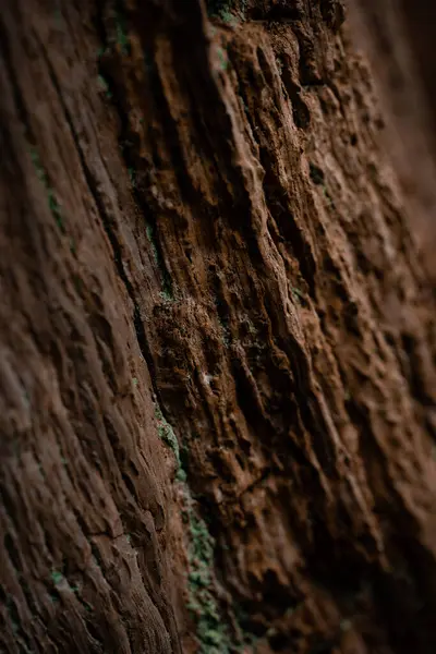 木の表面の垂直ショット — ストック写真