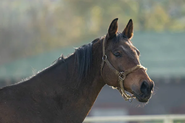 Beau Plan Cheval Dans Champ Pendant Journée — Photo