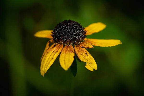 Крупним Планом Яскраво Жовта Квітка Саду — стокове фото