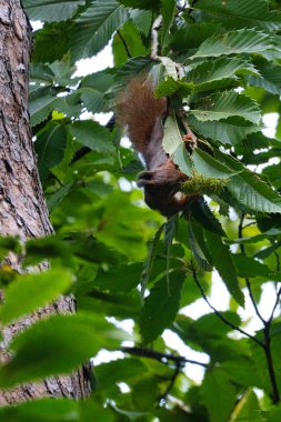Ağaçta yaprak yiyen sincabın dikey görüntüsü.