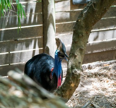 Çitin yanında bir Cassowary 'nin yakın çekimi.