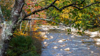 Parktaki renkli bir ağacın dalları arasından görünen büyük kayalarla muhteşem bir dere görüntüsü.