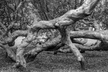 Parktaki yaşlı bir ağacın gri tonlu görüntüsü.