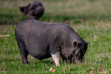 Parlak bir güneş ışığı altında otlayan siyah bir yaban domuzu.