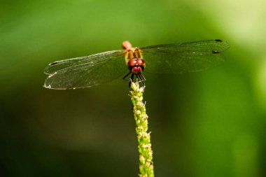 Bulanık arkaplanda bir odonatanın yakın plan çekimi.