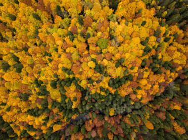 Güneşli bir günde ağaçlarla dolu güzel bir sonbahar manzarası.