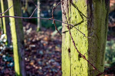 Bulanık arkaplanda bir ağacın görüntüsü