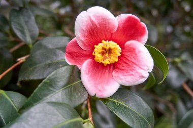 Güzel pembe bir kamelyanın yakın çekimi.