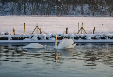 Soğuk bir kış gününde nehirde yüzen beyaz kuğuların güzel bir görüntüsü.